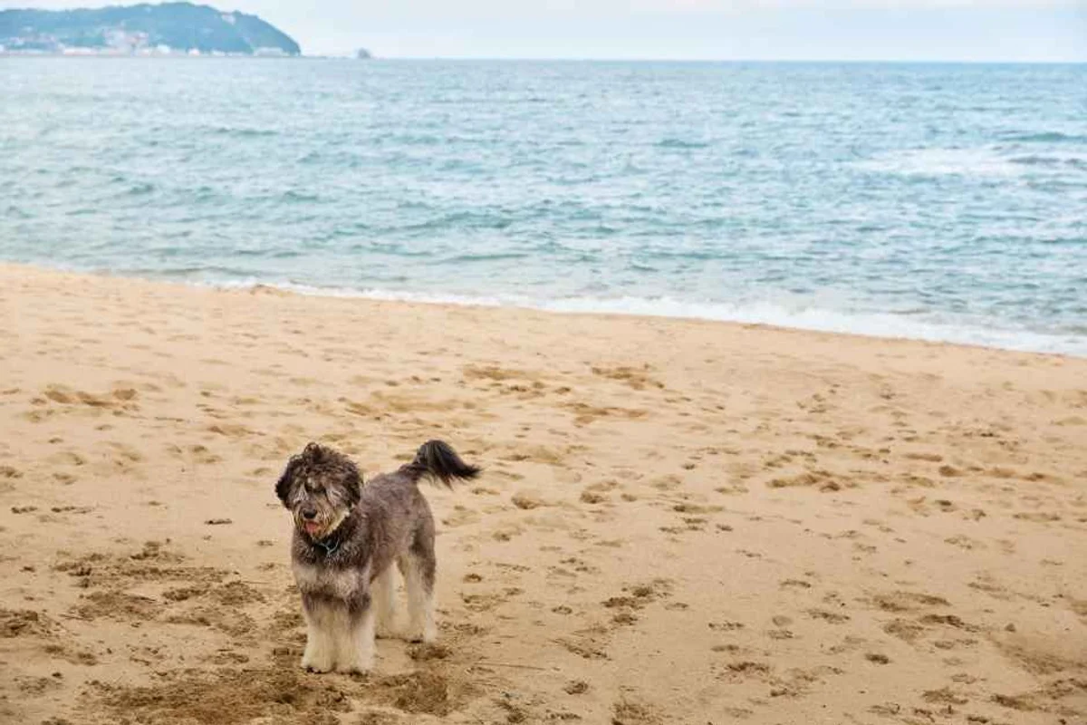 광주천 반려견 동반 (출처 : 한국관광공사)