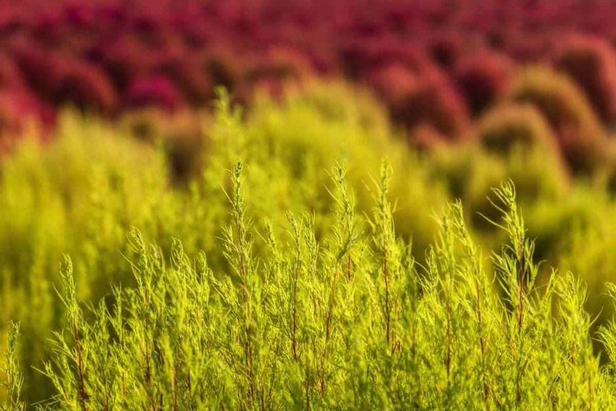 임진강 댑싸리정원 - 연천여행 여행