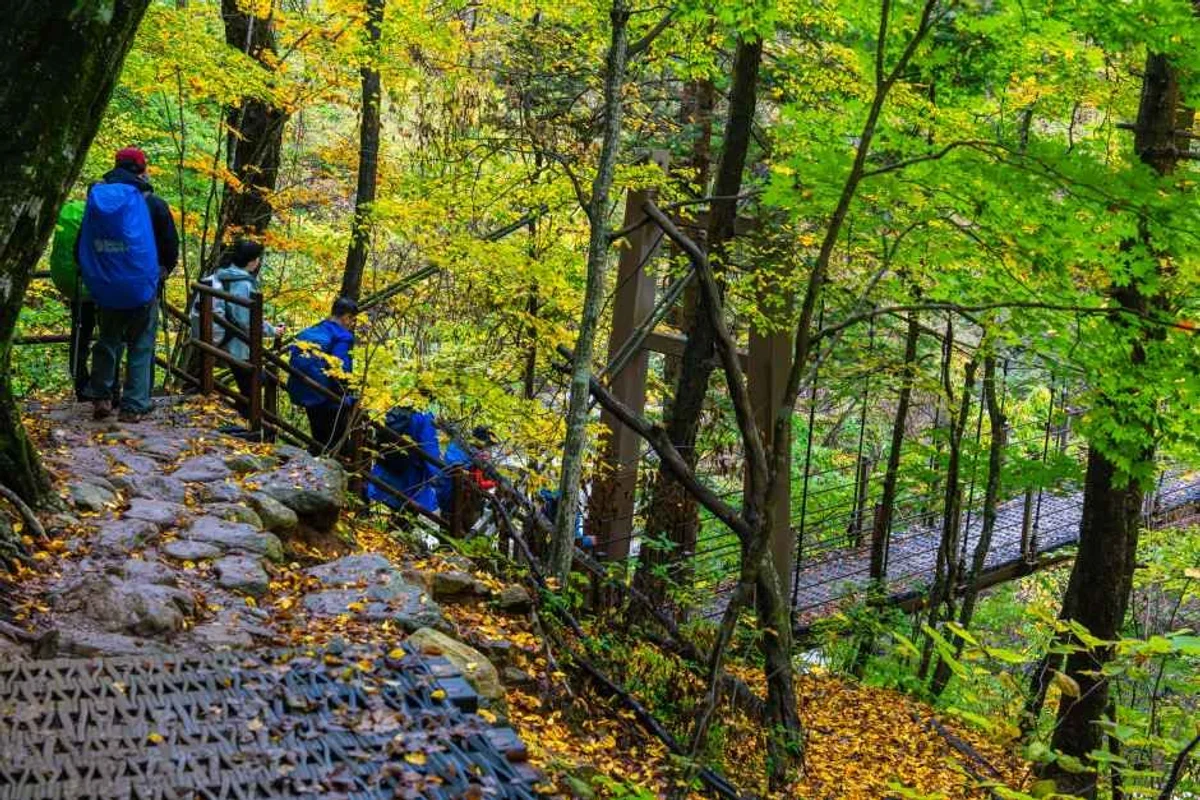 속삭이는자작나무숲 - 인제여행 여행