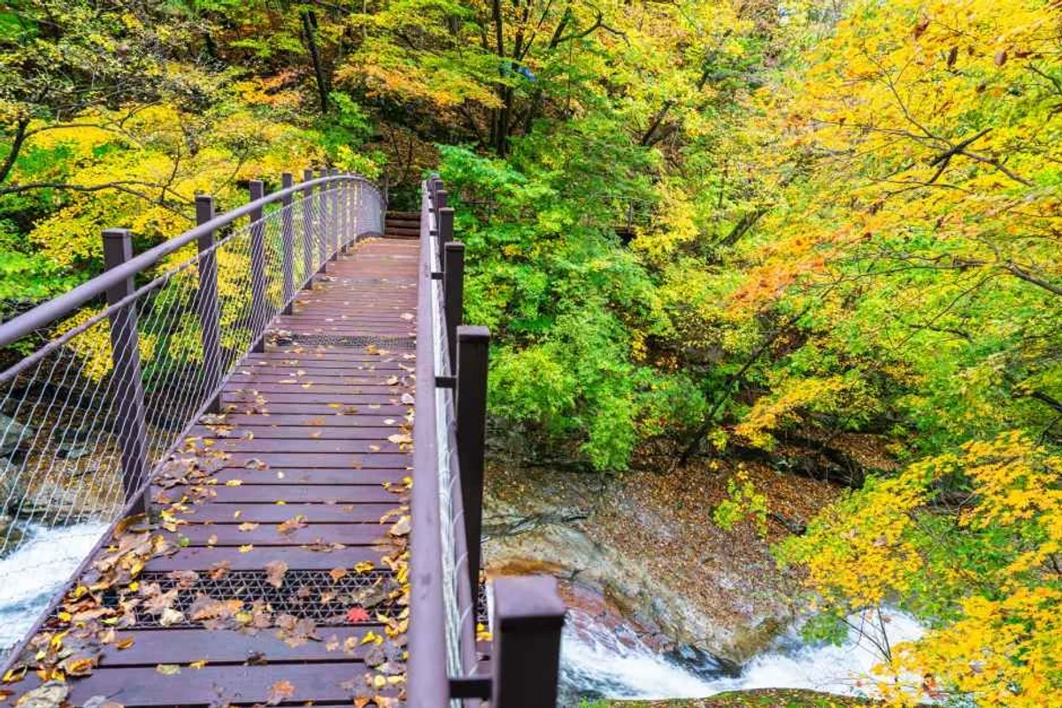 얼라이브 하트 & 다이나믹메이즈 속초 - 설악산 여행