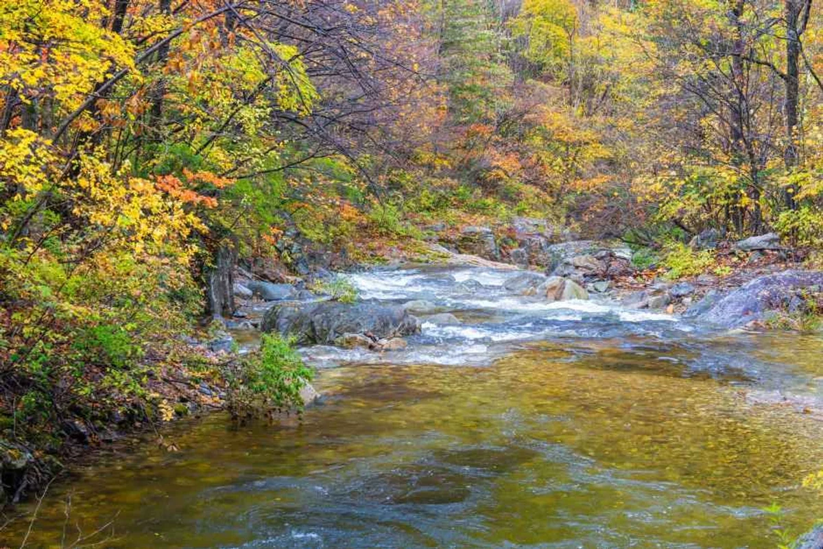 평창 봉평 메밀꽃 (출처 : 한국관광공사)