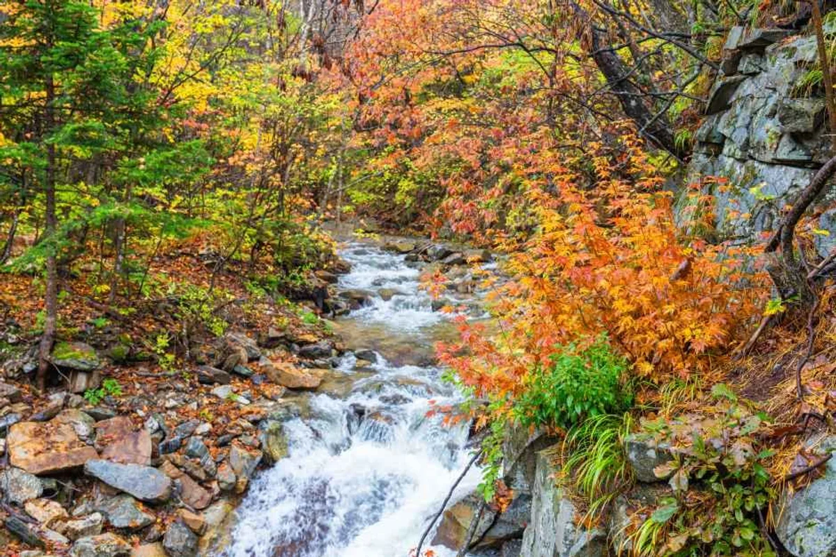 평창자연휴양림 - 평창 여행