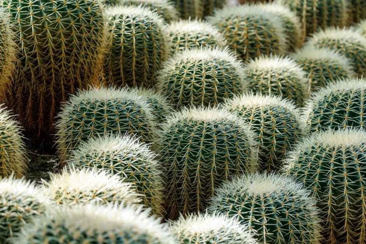 해피초원목장 - 춘천여행 여행