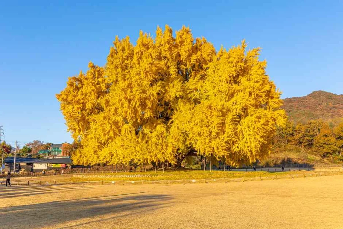 원주 만추 여행 (출처 : 한국관광공사)