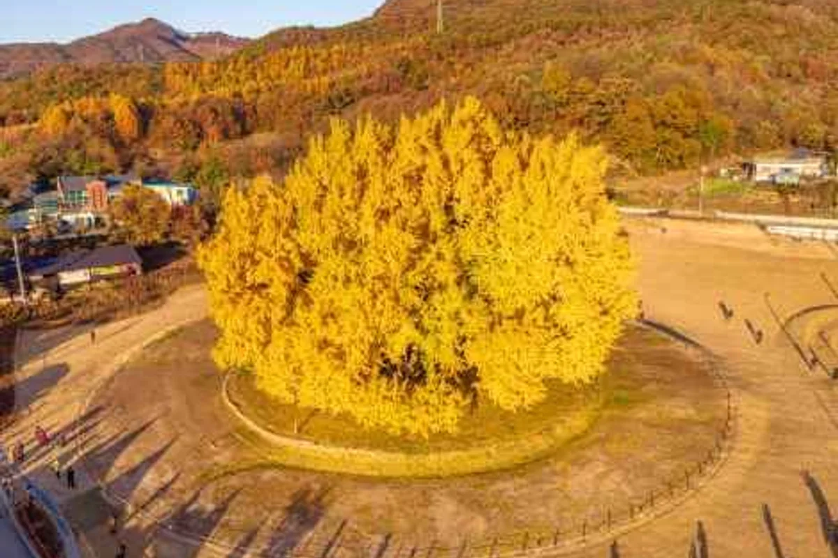 캄파슬로우 - 원주여행 여행