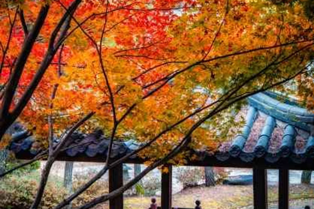 세종 봄꽃 개화 시기 (출처 : 한국관광공사)