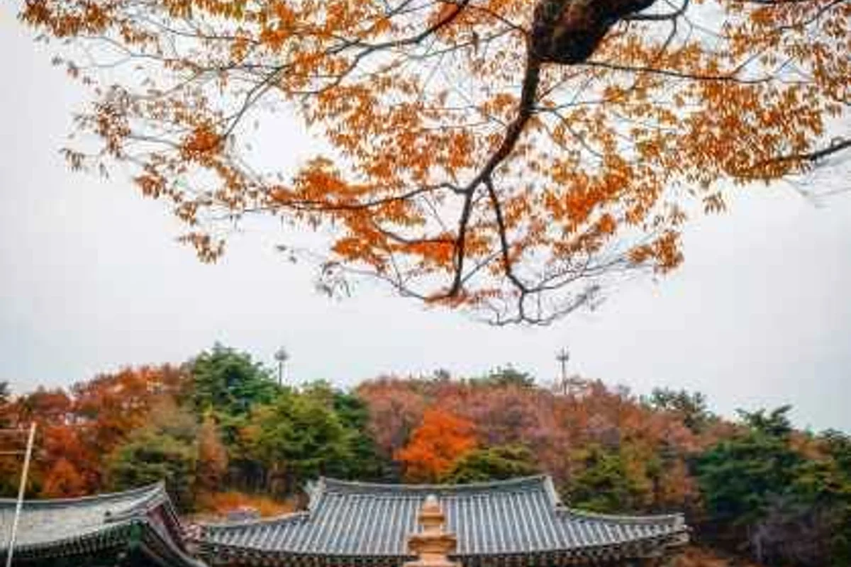 세종 부용리 벚꽃길 - 세종 여행