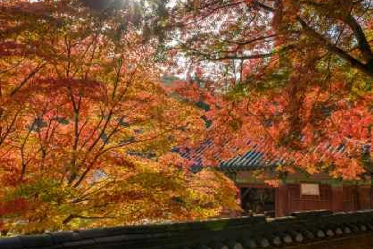 공주무령왕릉과왕릉원 - 공주여행 여행