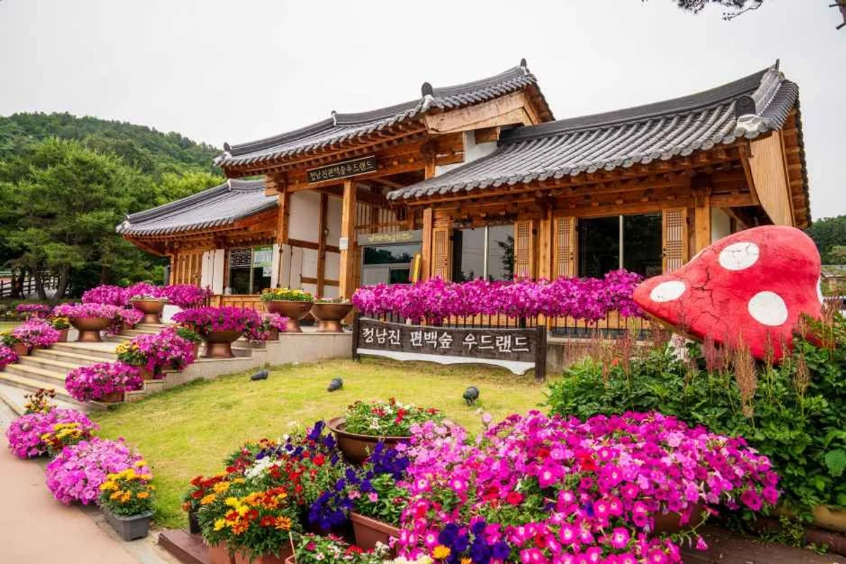 탐진강변 - 장흥군 벚꽃 여행