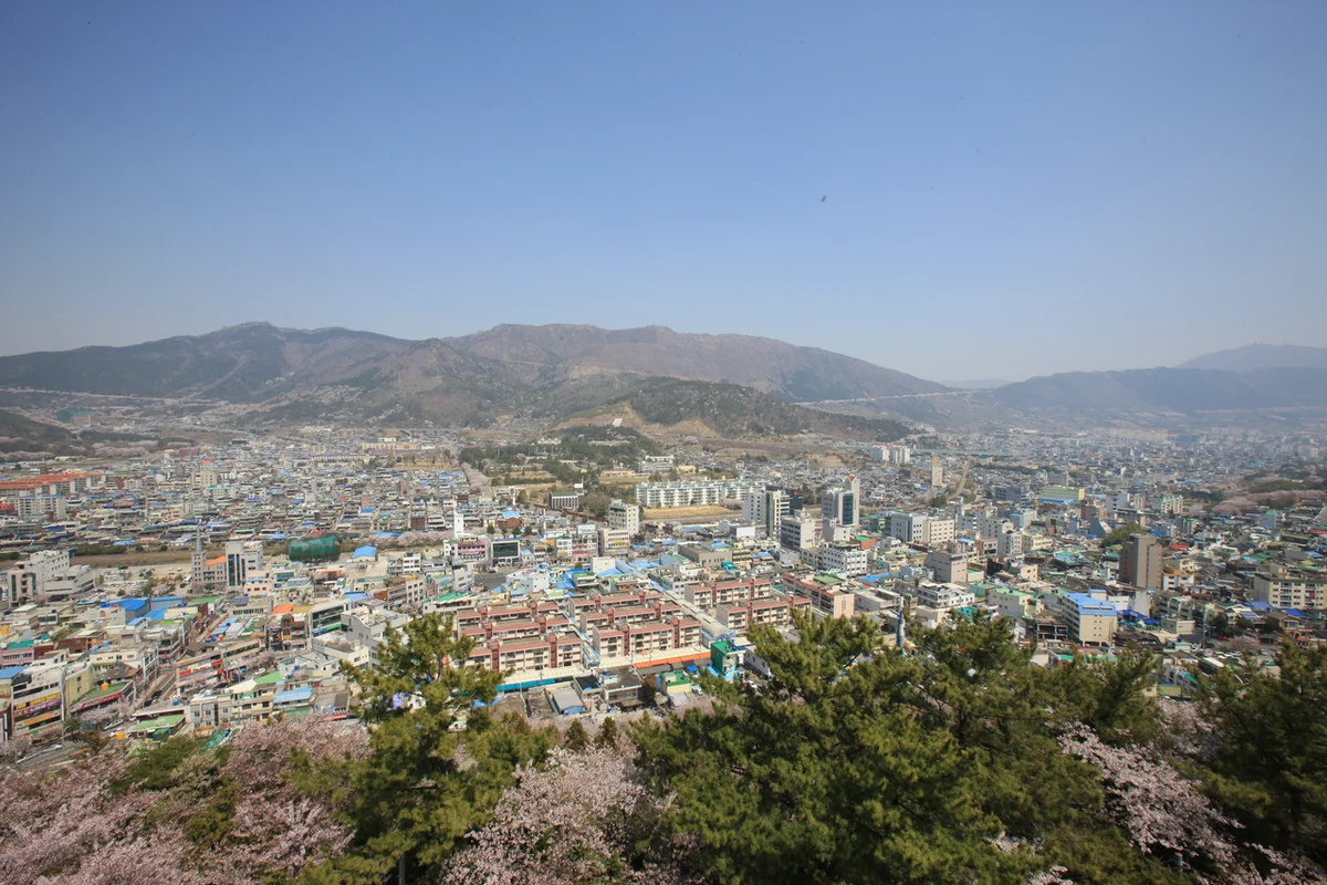 양산시 벚꽃 명소: 황산공원 - 양산여행 여행