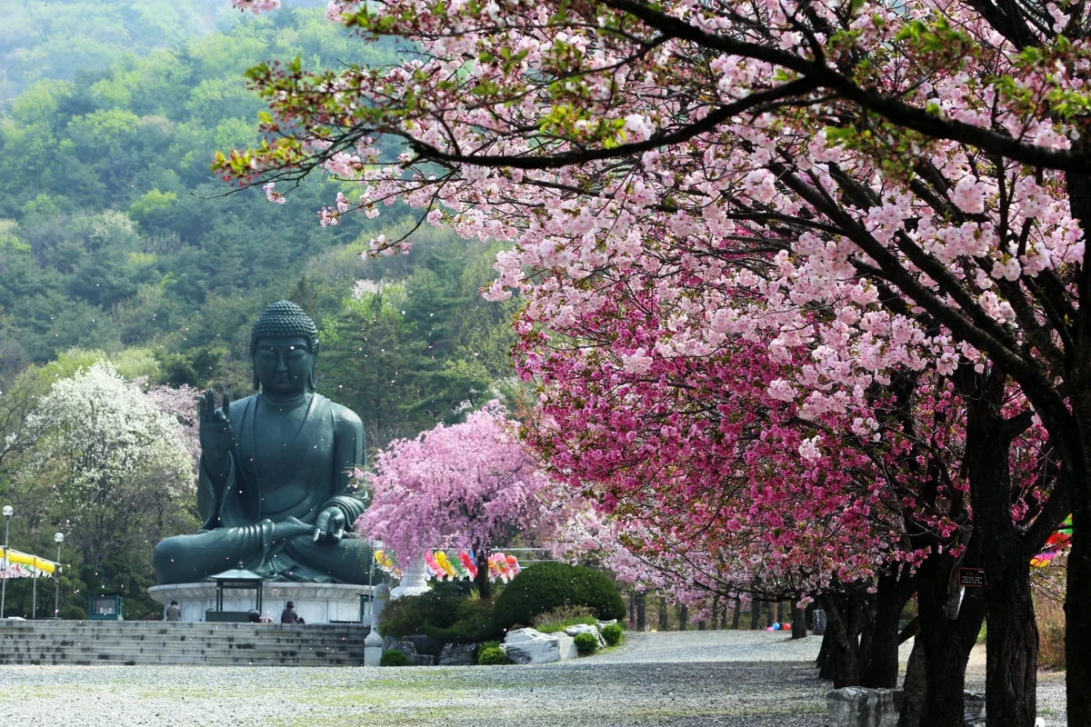 한밭수목원 벚꽃 명소 (출처 : 한국관광공사)