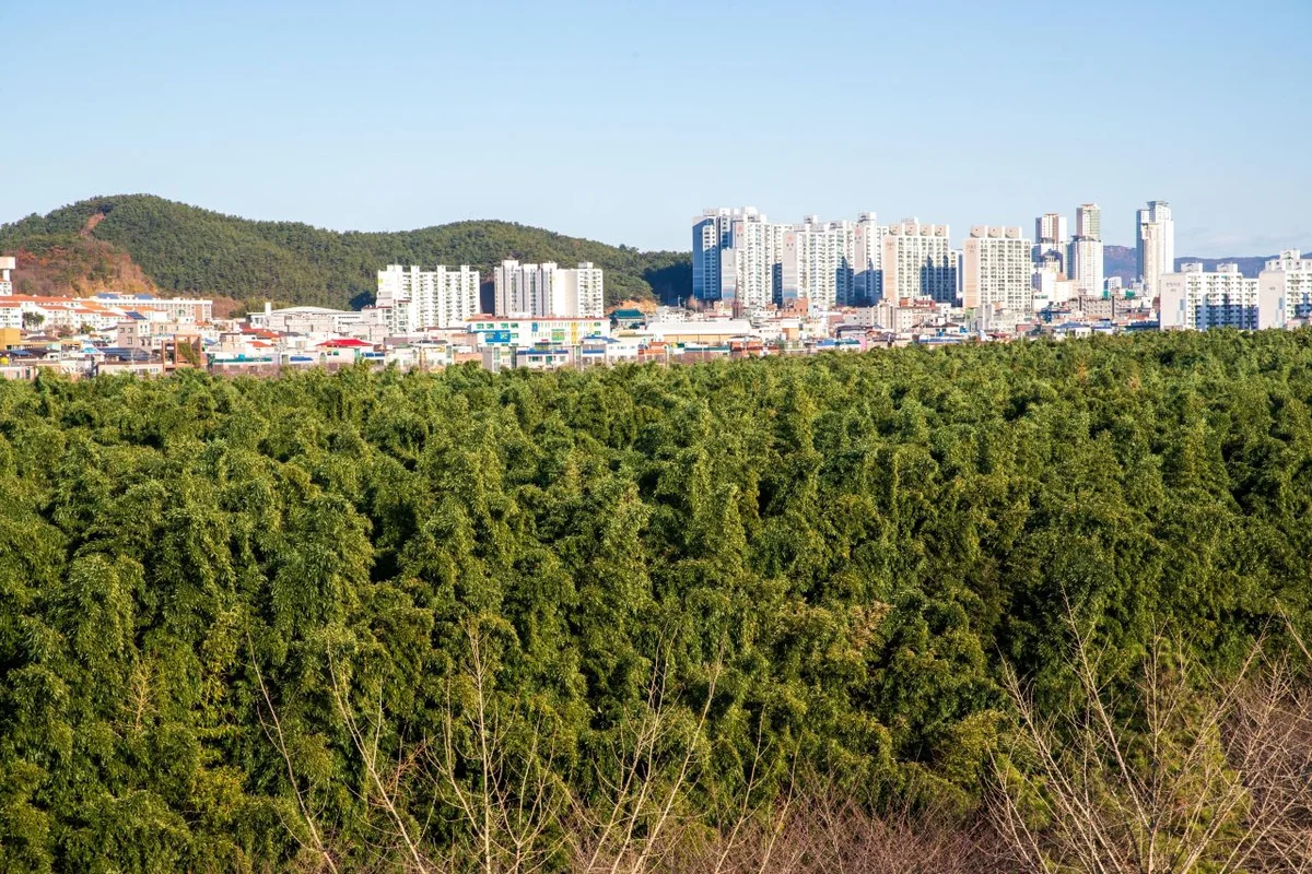 태화강 십리대밭 - 울산여행 여행