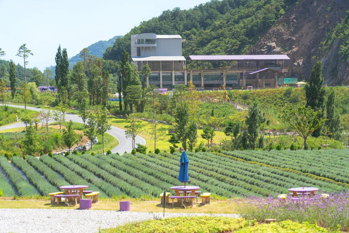 울산 장생포 목향장미, 라벤더 정원 - 장생포 여행