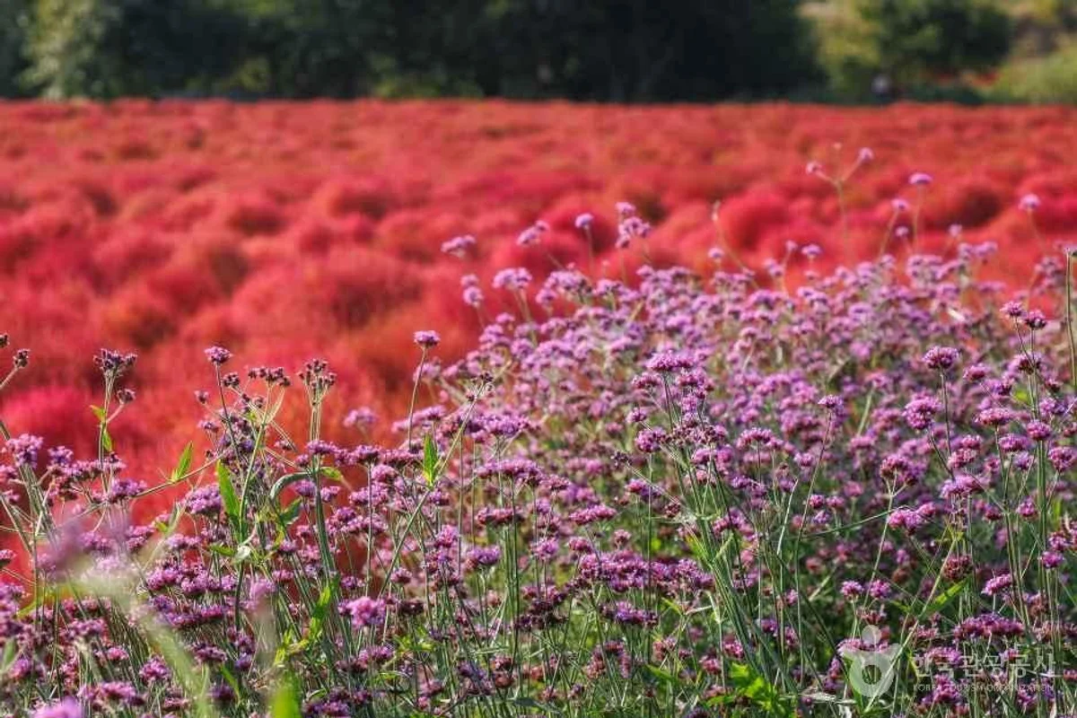 농협경제지주 안성팜랜드 - 경기봄꽃여행 여행