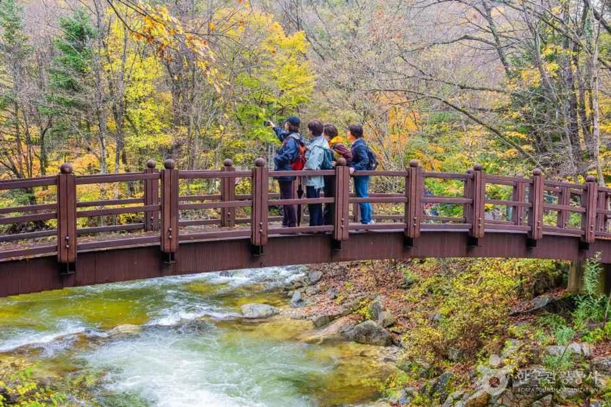 평창종합운동장 - 평창벚꽃 여행