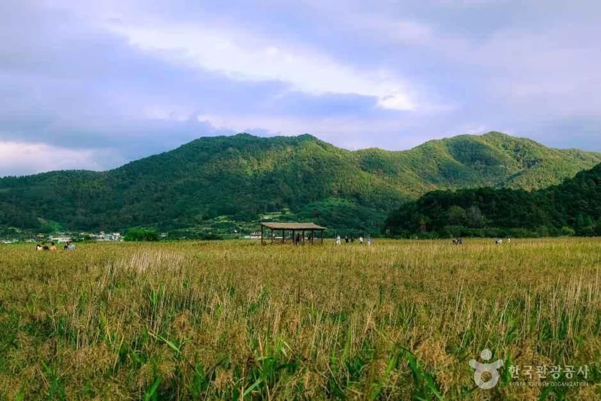순천만습지 - 순천만습지 여행