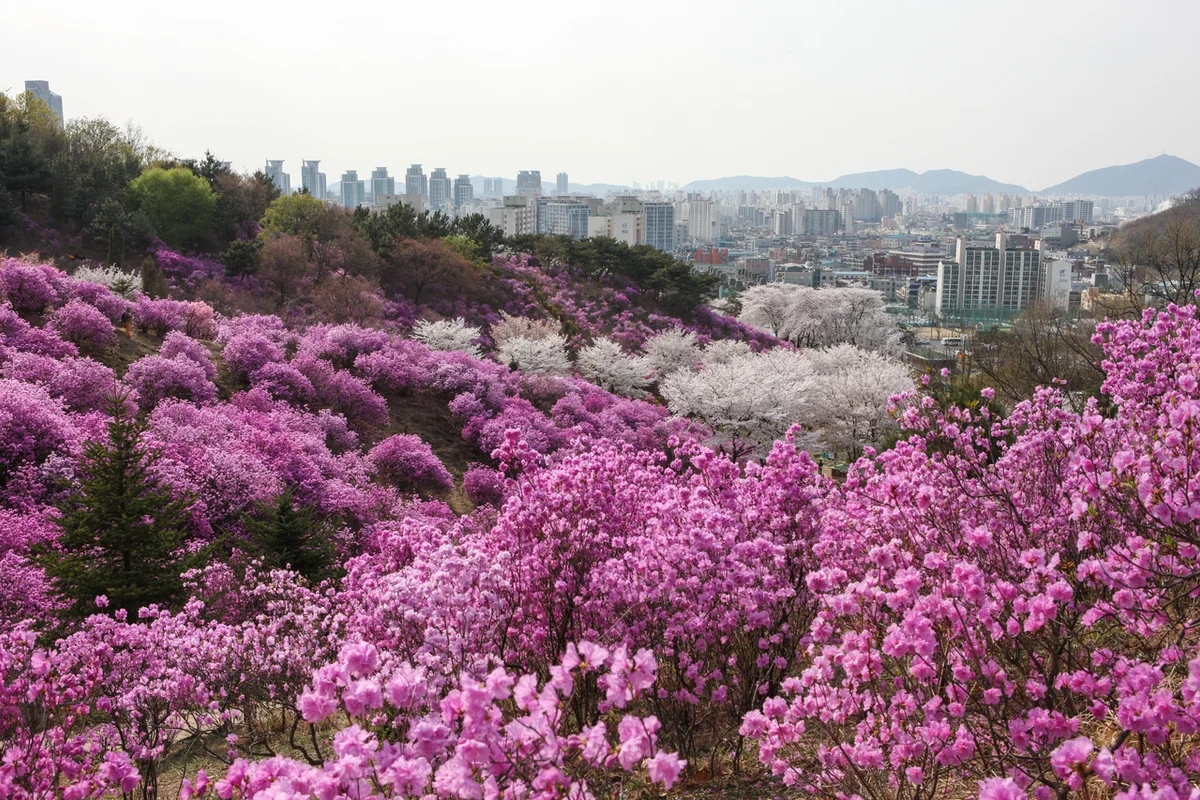 원미산 - 부천등산 여행